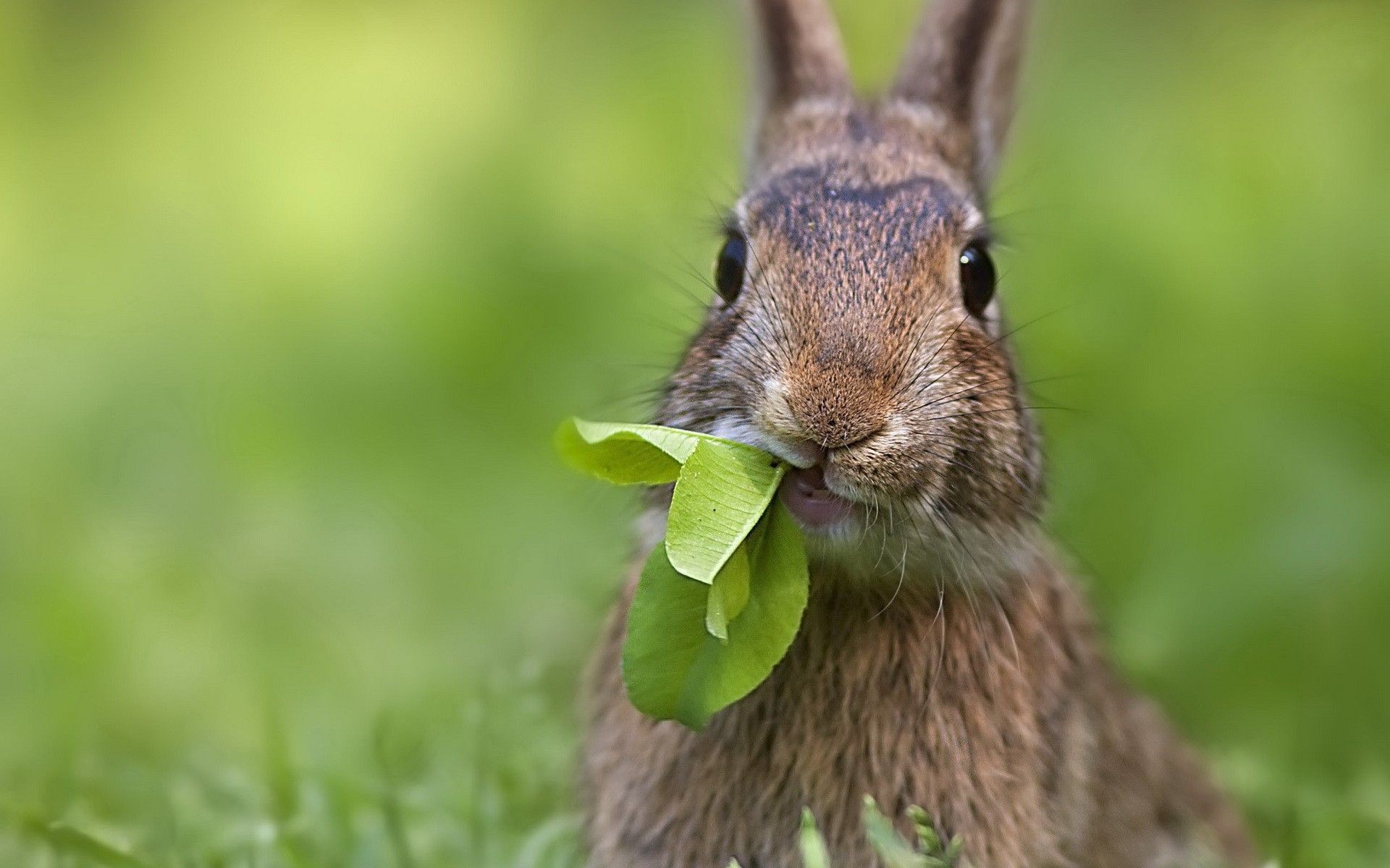 wald kaninchen sommer natur