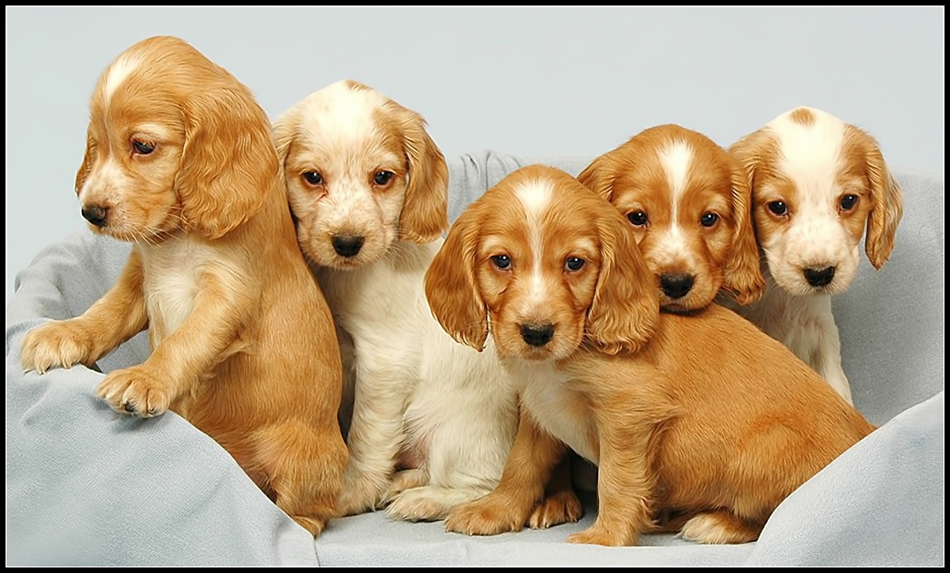 cachorros perros spaniel