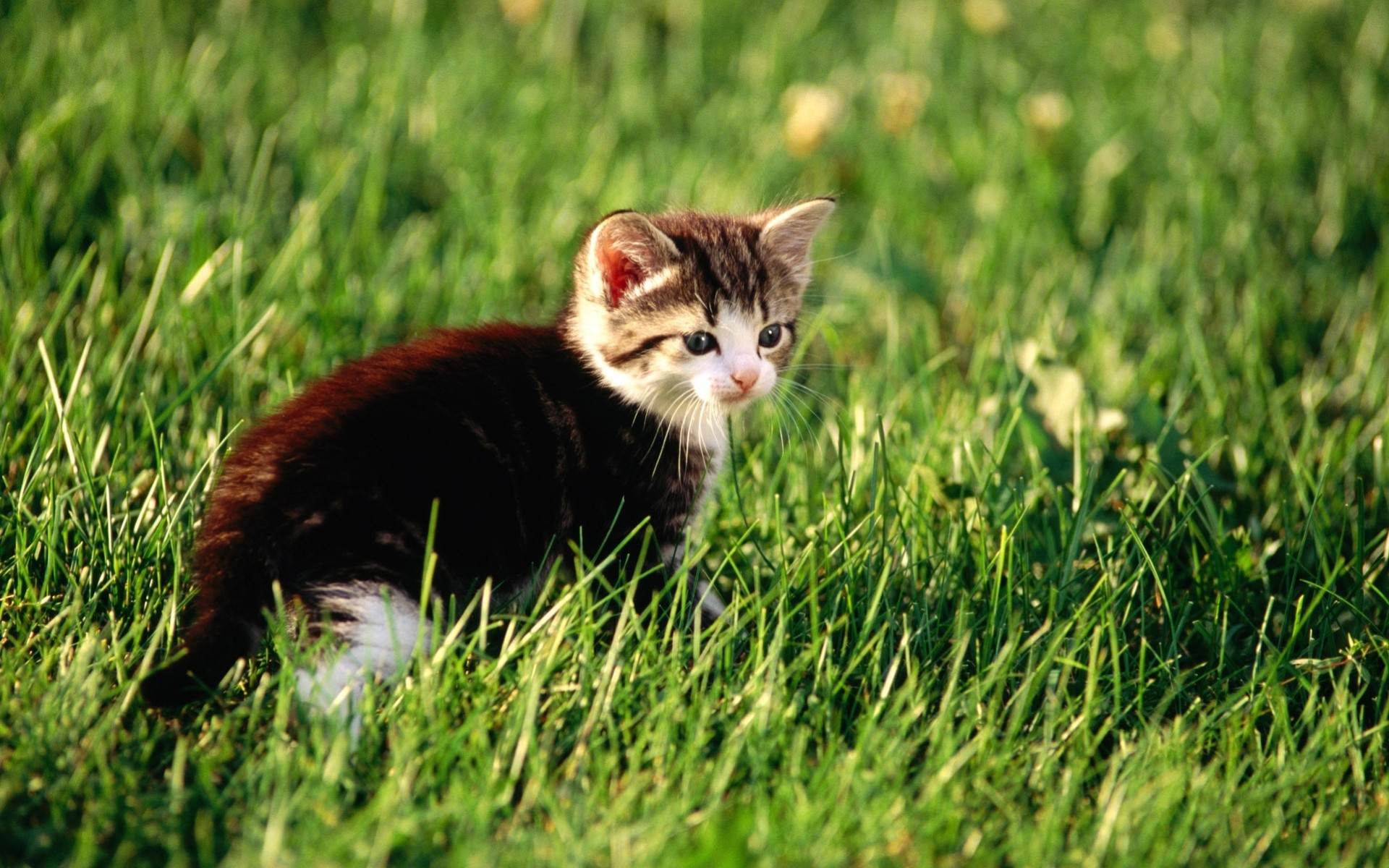 Grass animals. Трава для кошек. Милые котики на рабочий стол. Котята. Котенок в траве.