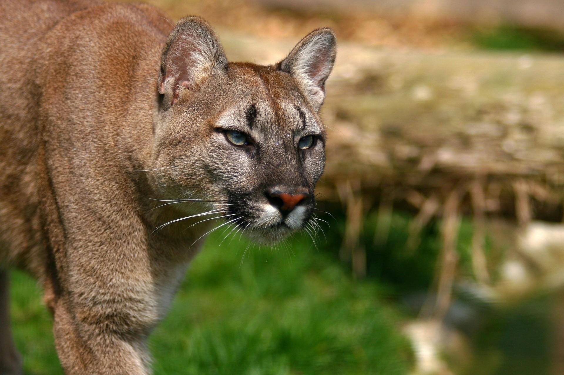 żbik puma lew górski