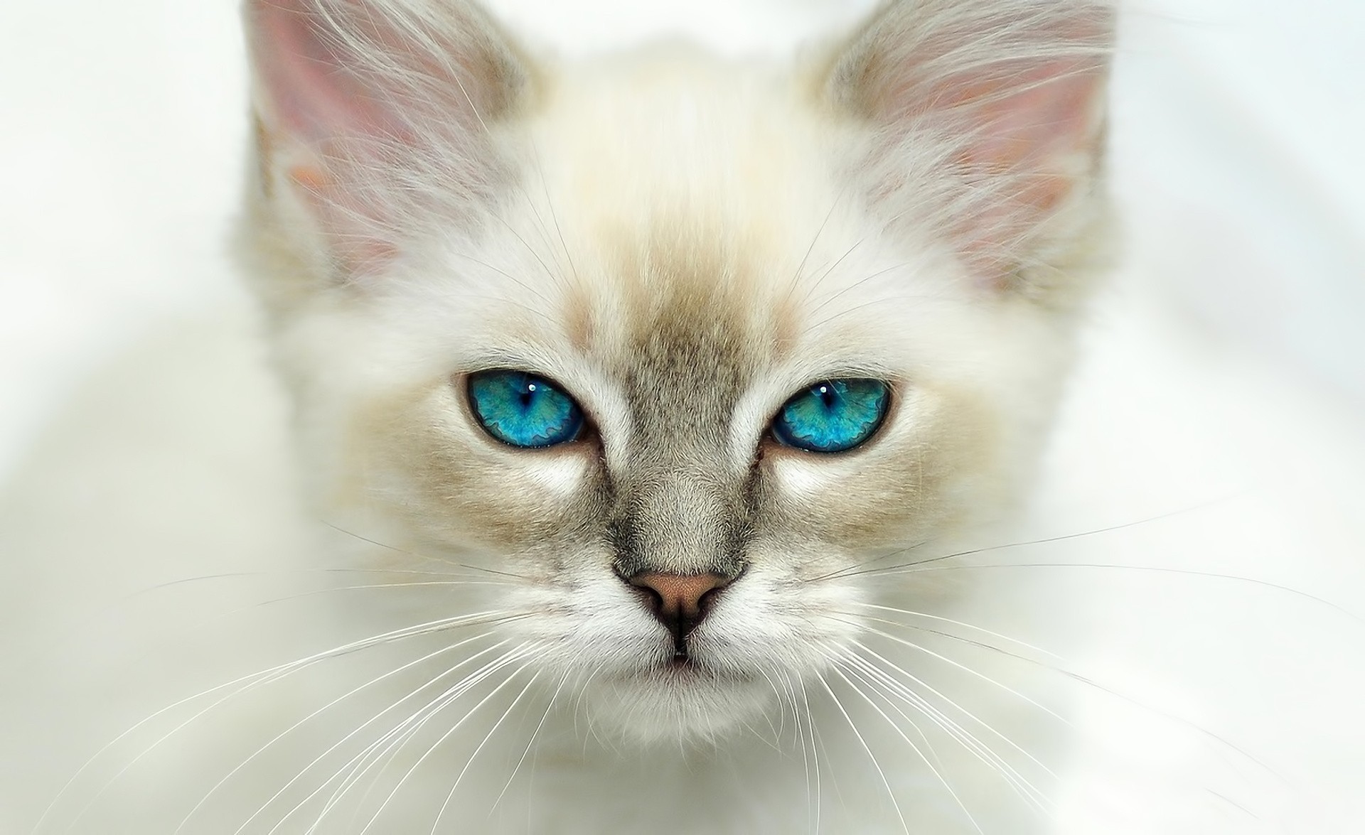 cats blue eyes views cat