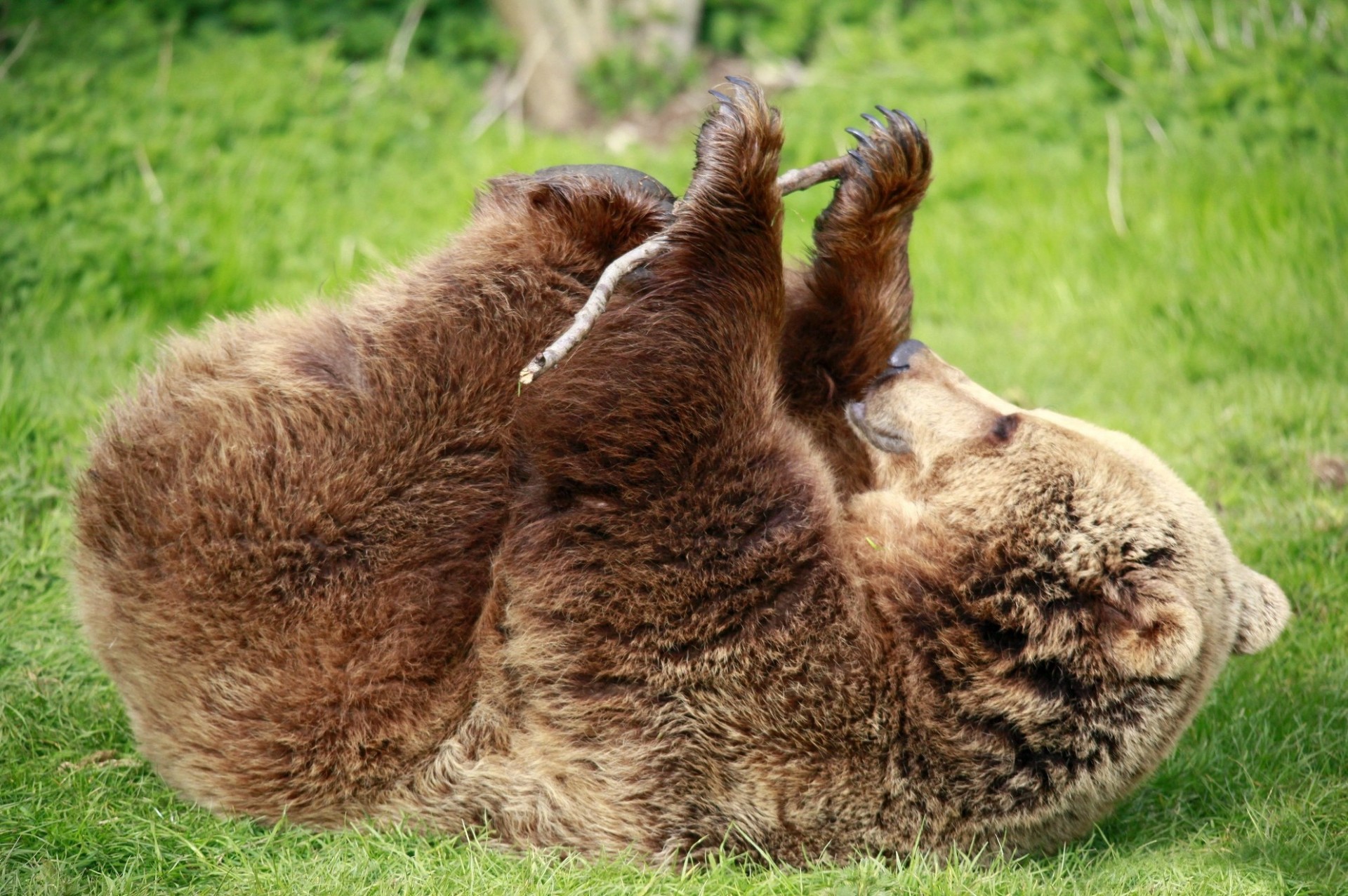 verde orso sfondo erba piedi bastone marrone