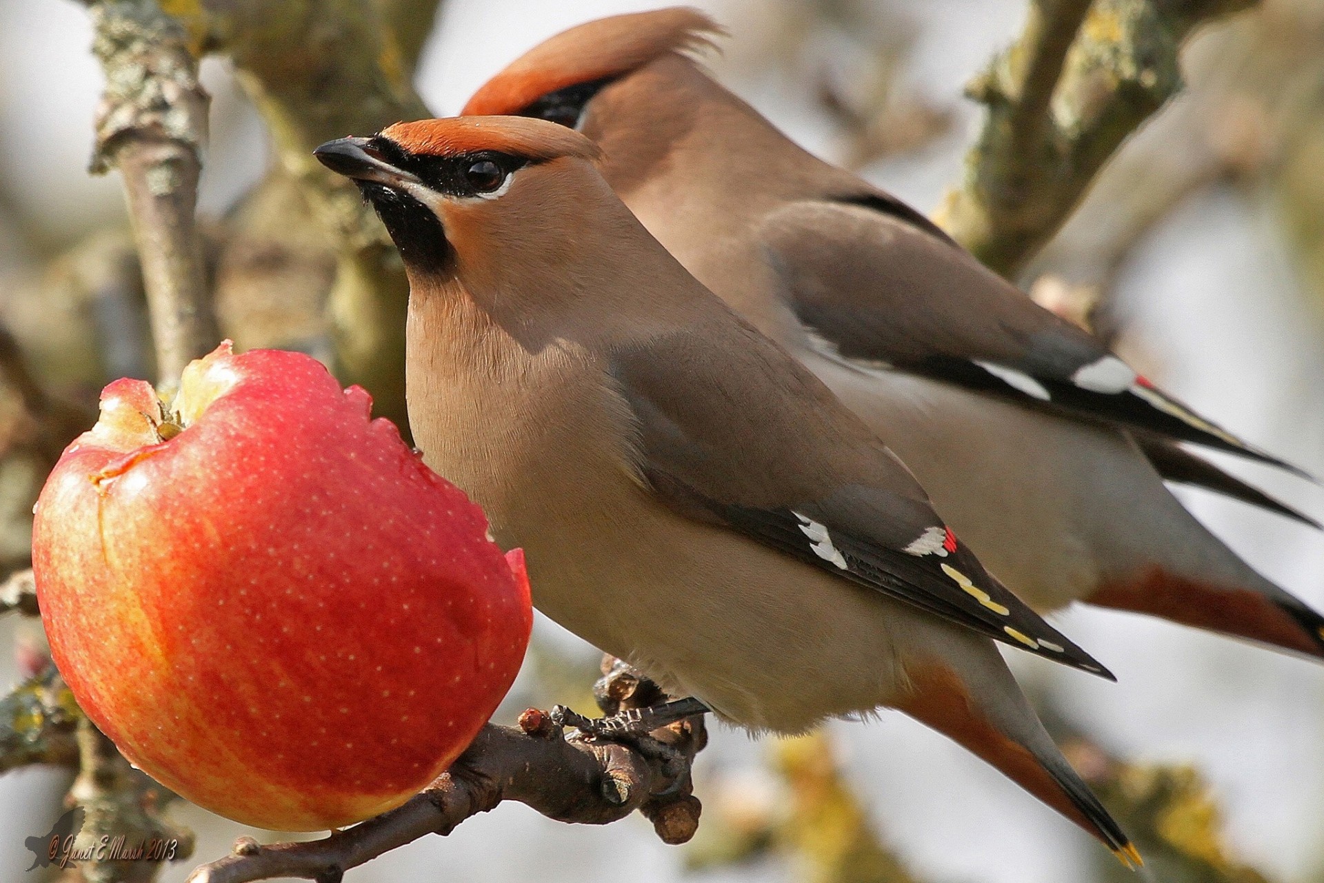 apple waxwings branch lunch bird