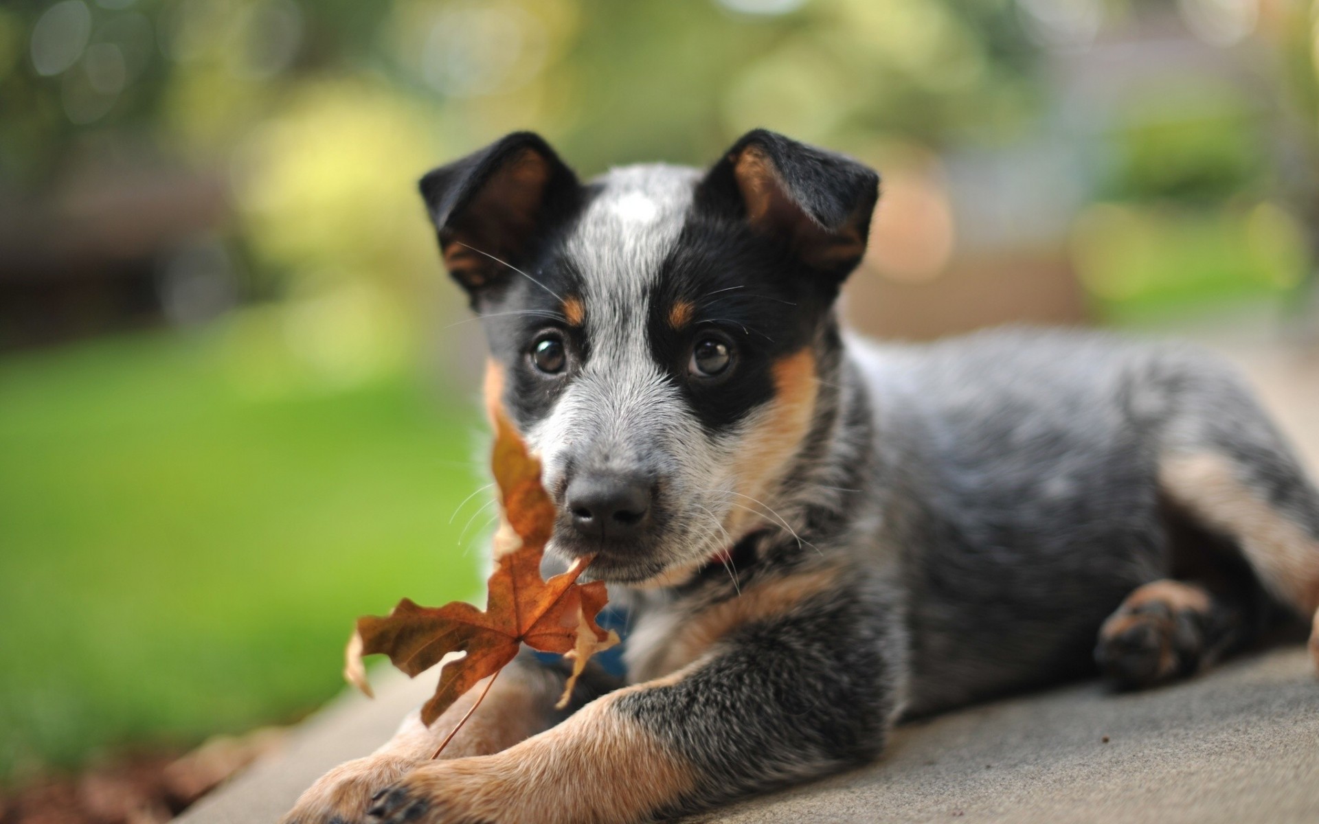 perro cachorro hoja