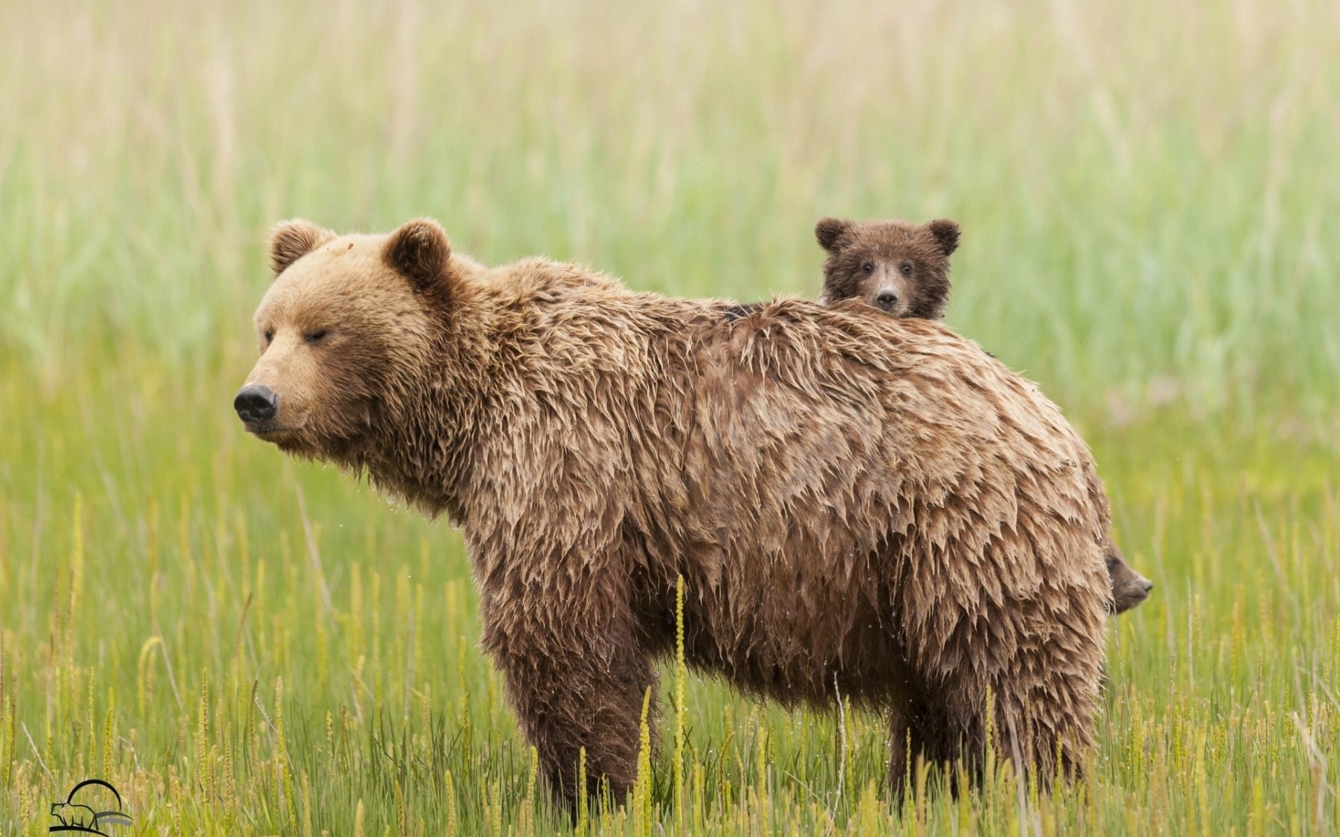 mutterschaft teddybär gras bären bär wiese