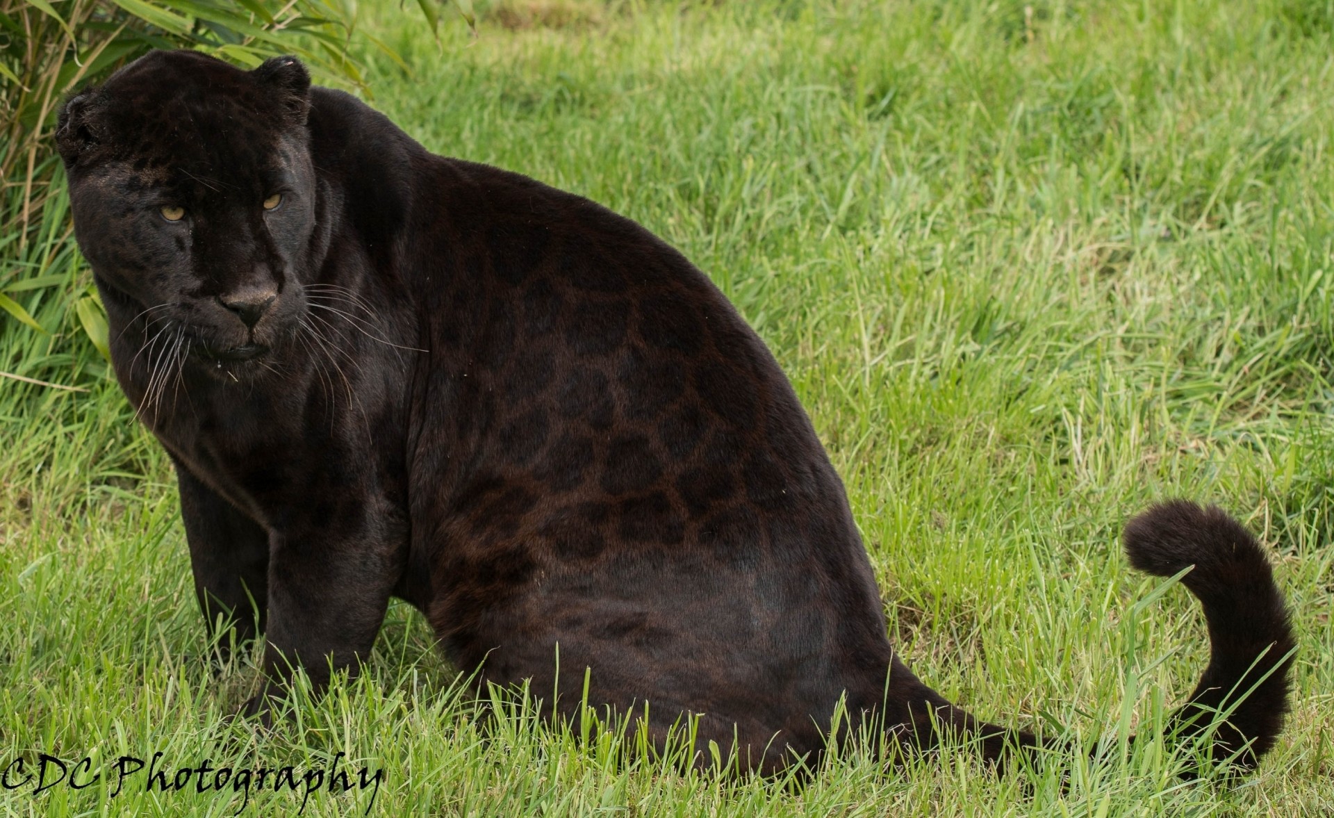 wildkatze jaguar panther schwarz