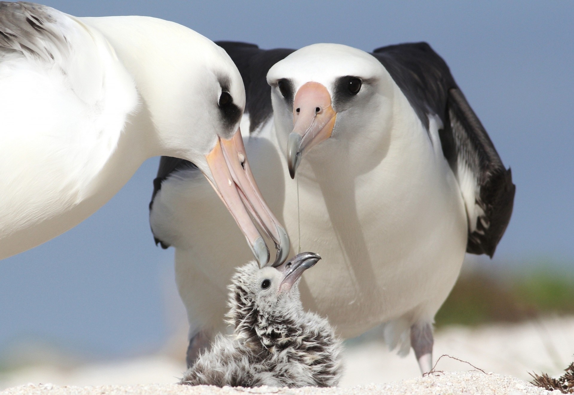 pulcino genitori albatri uccelli