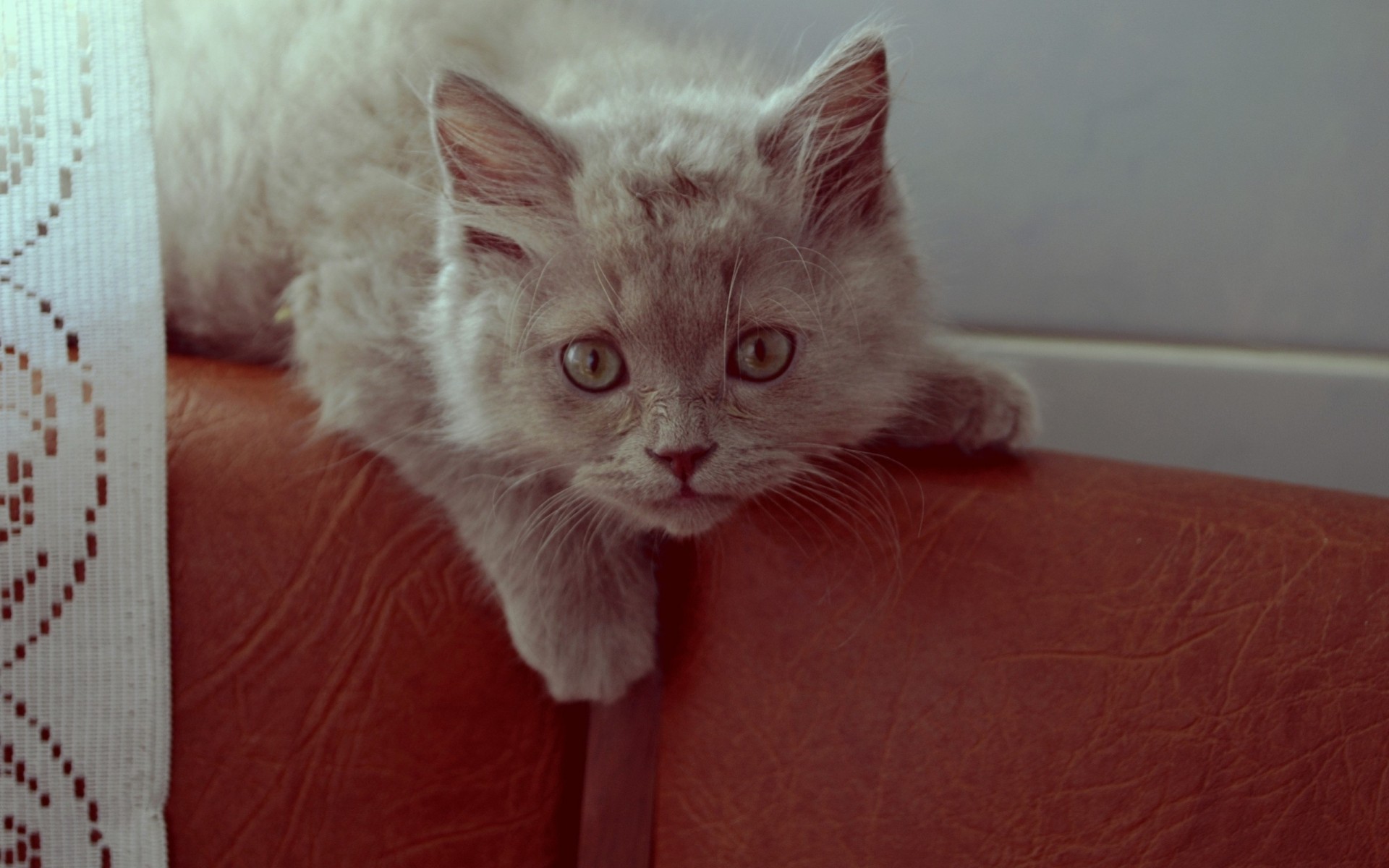 katze überraschung aufmerksamkeit