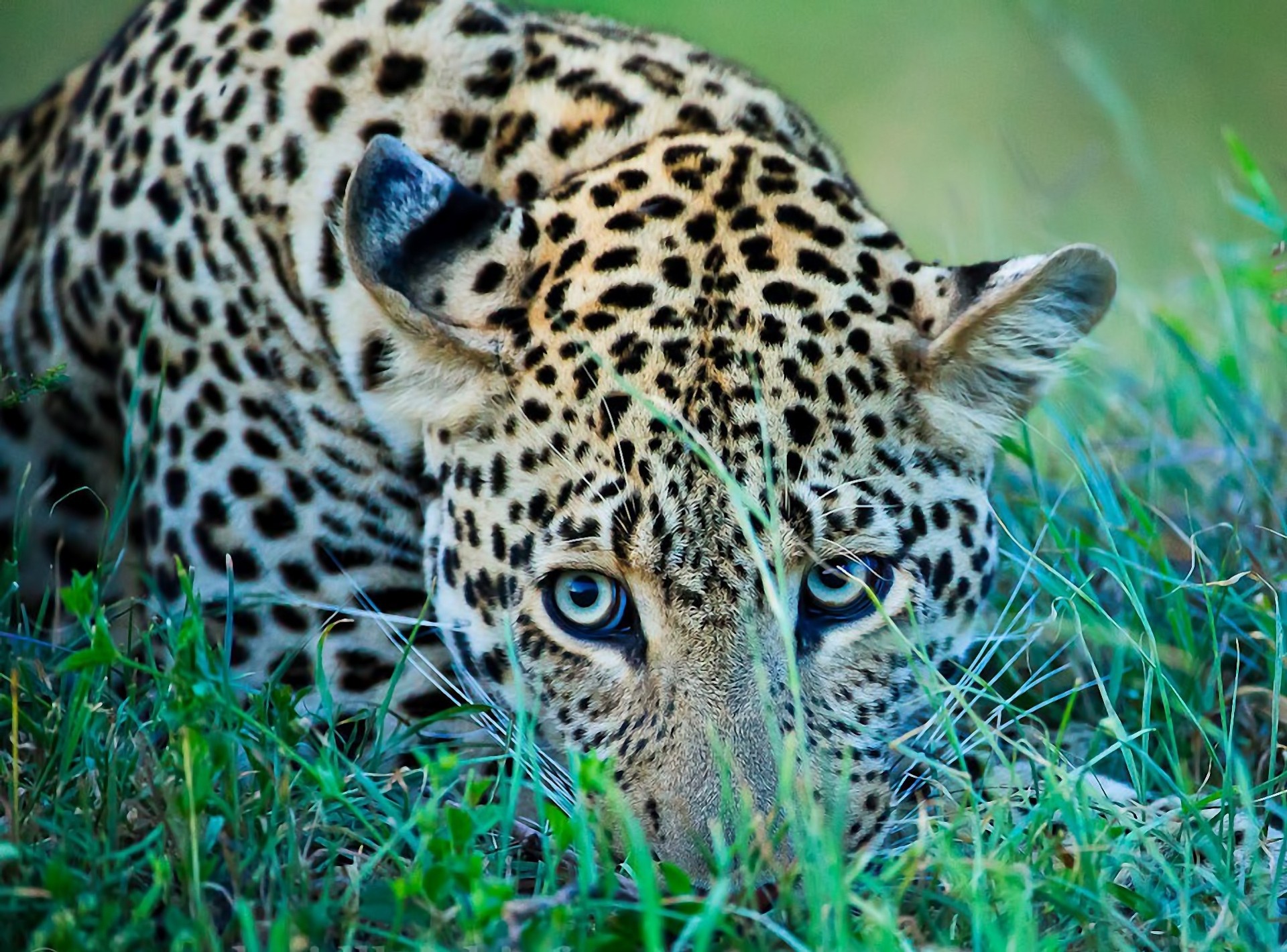 grass views leopard nature