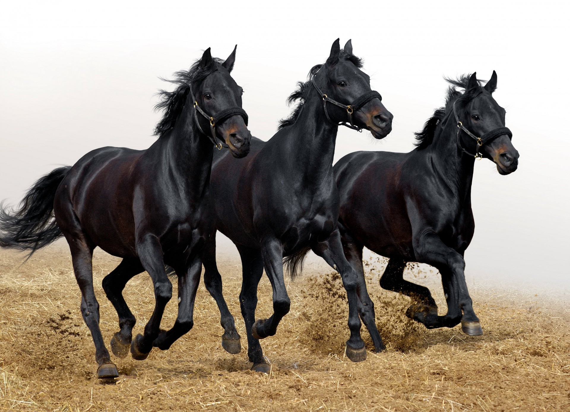 three horse motion stallion