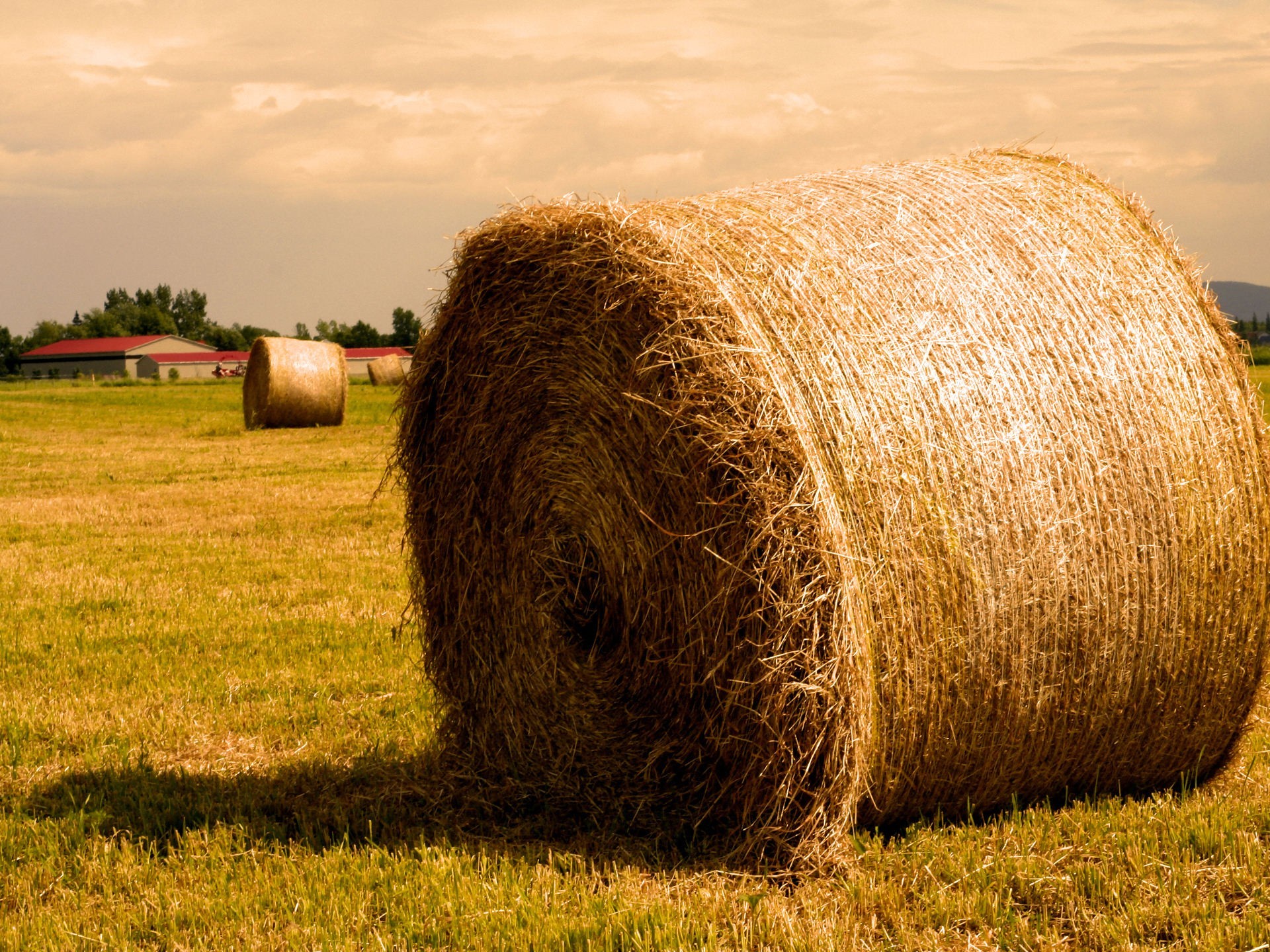 traw bale hay the field