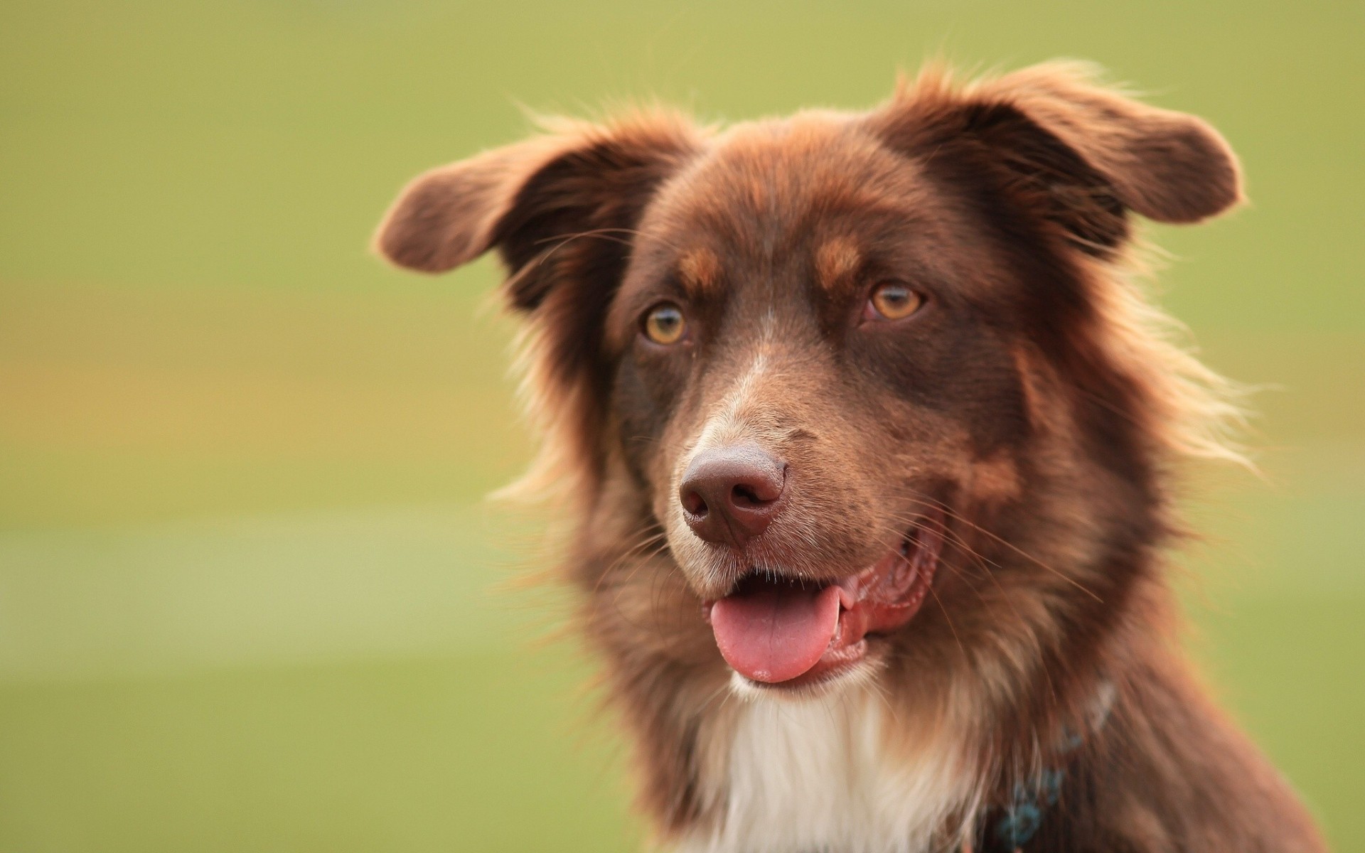 australian shepherd dog teeth english