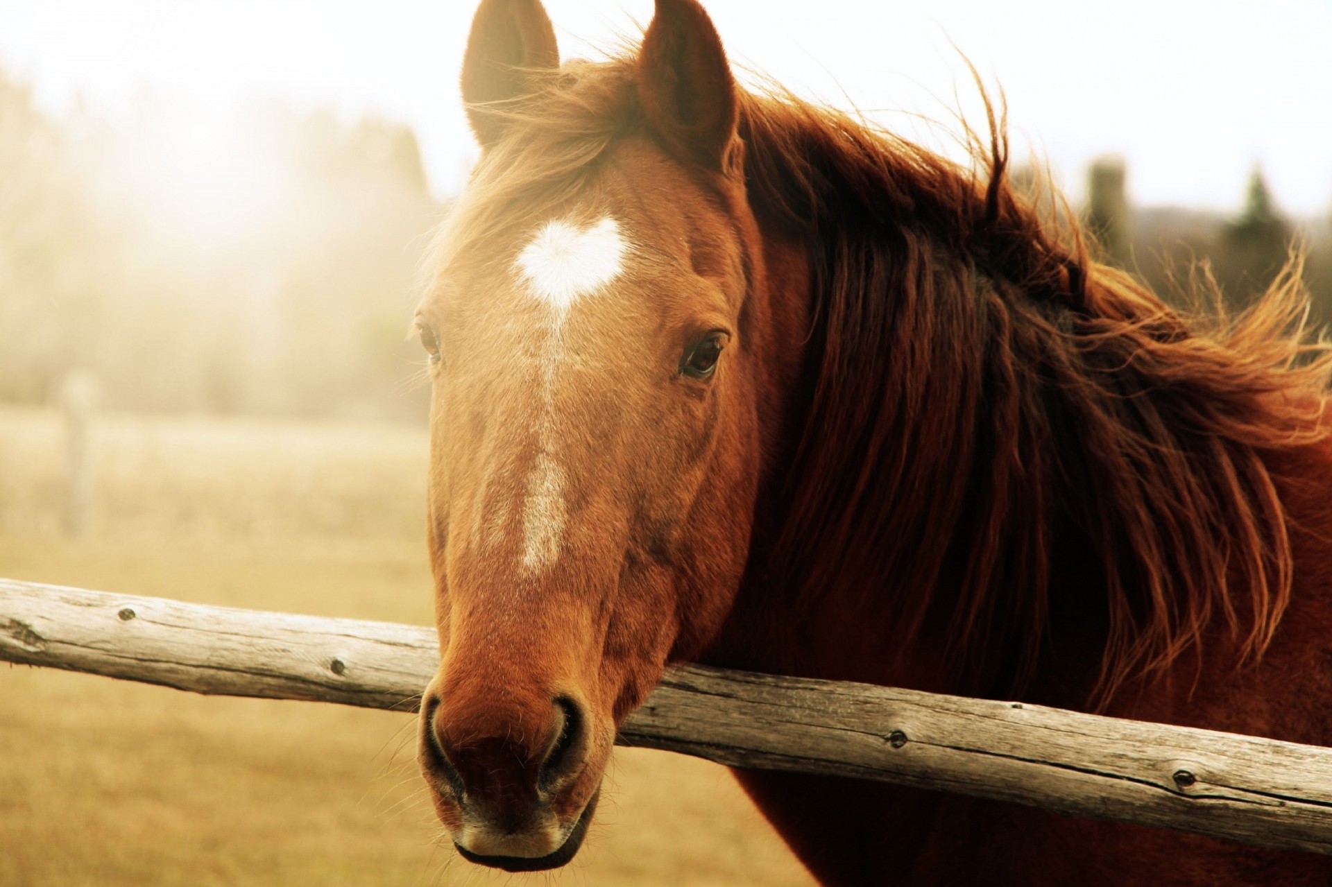 soleil cheval dents tête