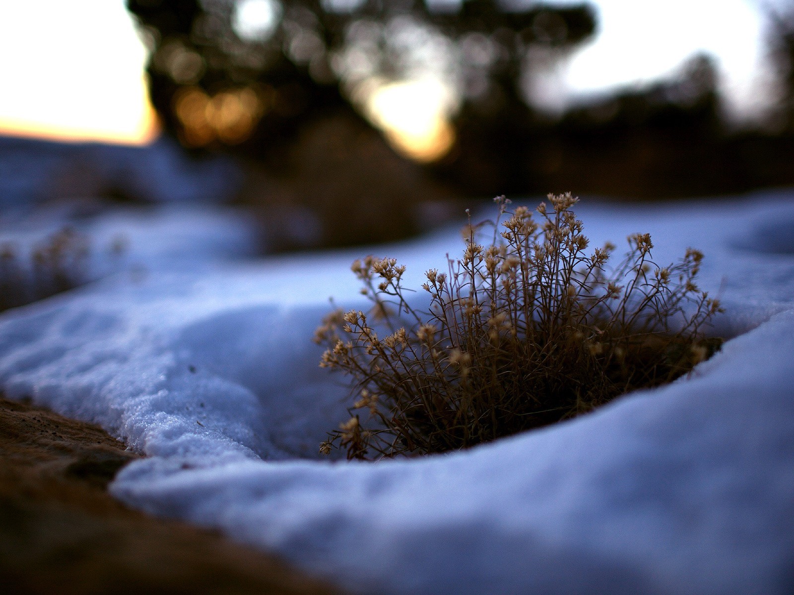 hierba arbusto nieve invierno