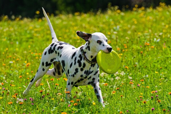 Dalmata che gioca a piatto sul campo