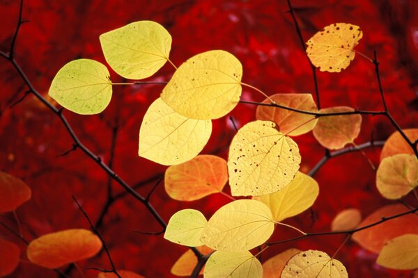 Farewell aesthetics of autumn - yellow leaves on a crimson background