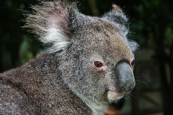 The interested look of an intrigued koala