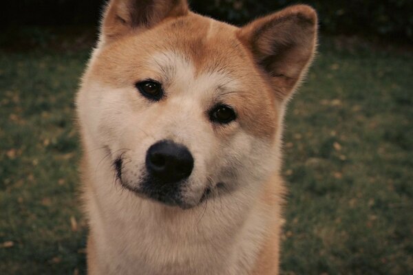 Pies Hachiko o dobrych oczach