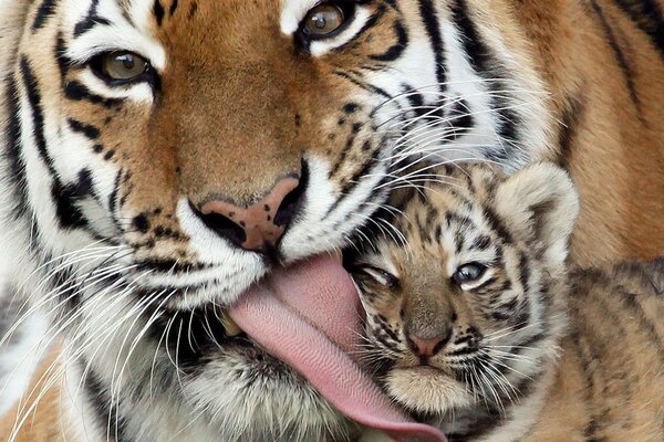 Tigress shows tenderness to her child