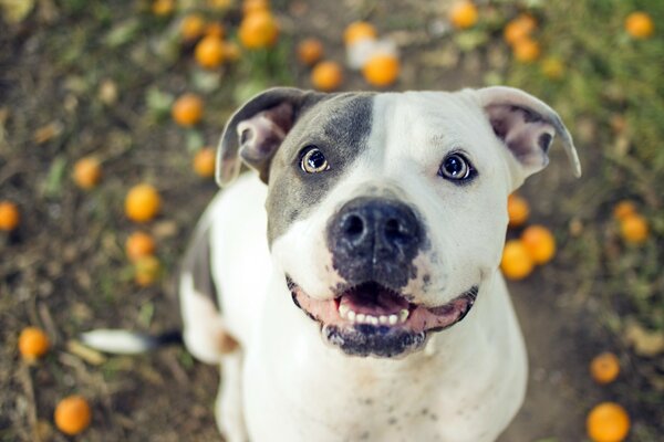 A dog in a field strewn with tangerines