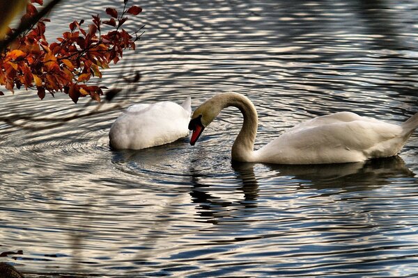Un par de cisnes blancos en el lago de otoño