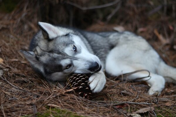 Chien semblable à un loup, sur fond de terre