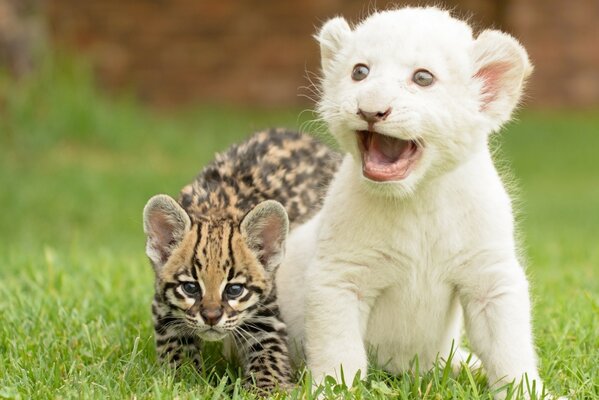Wild kittens lion cub and cheetah