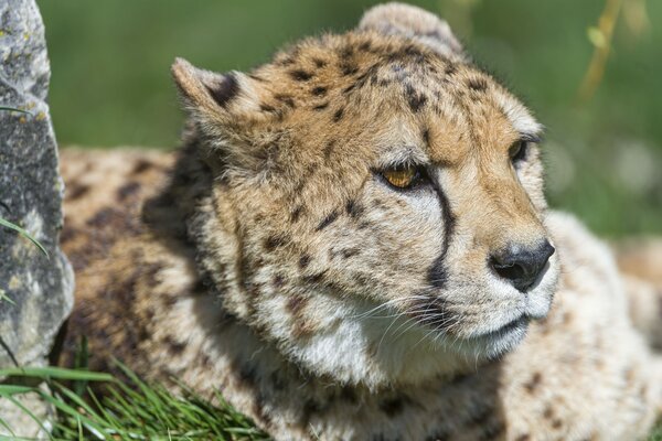 Groszczak drapieżnik-gepard na tle natury