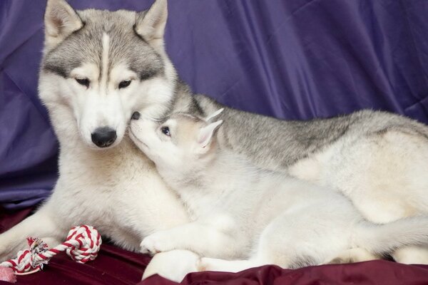 Mutter eines Huskies mit einem Welpen auf einer roten Decke mit Spielzeug. Wiesel