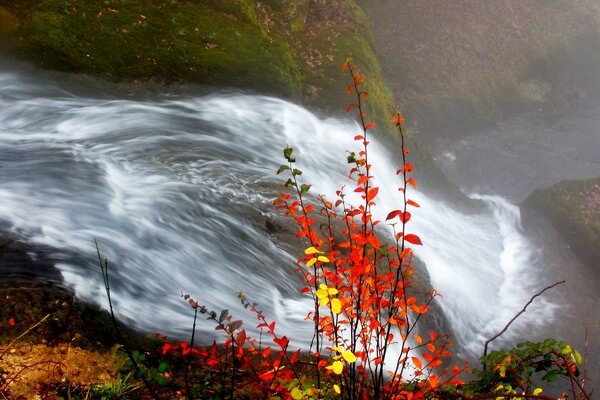 Paisaje de otoño-arbusto de hojas llameantes en el fondo de una cascada