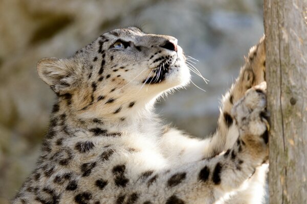 White leopard pulling up on a tree