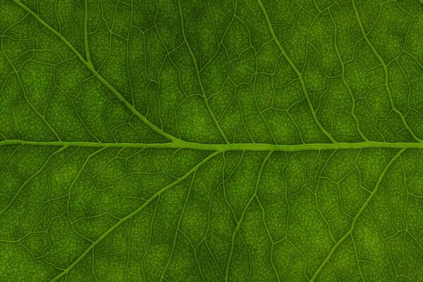 Longitudinal vein of the sheet macro photography