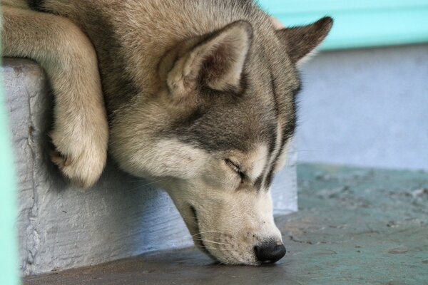 Lindo hocico durmiendo Husky