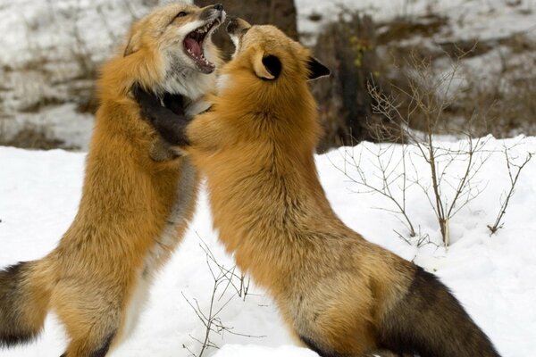 Winter battles of two foxes