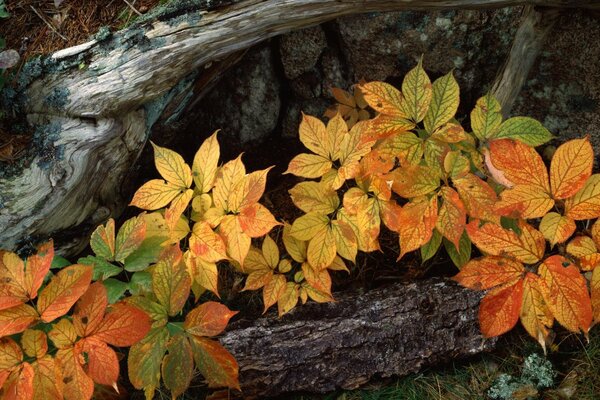 Autumn foliage of grass in tree bark