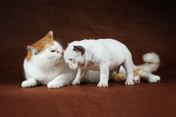 A white bulldog puppy and a well-fed cat