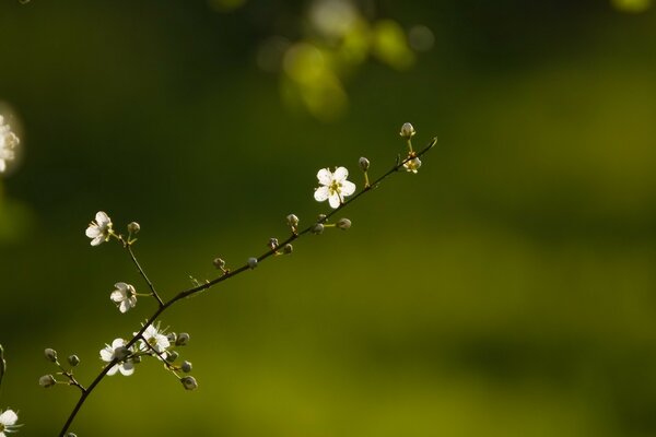 Spring blossoming tree branches