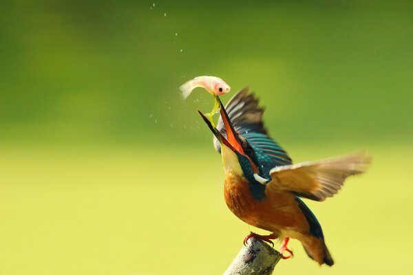 Gewöhnlicher wunderbarer heller Vogel