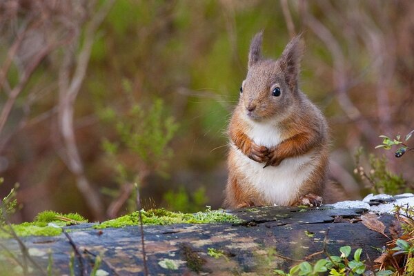 Red husky squirrel sitting on a log