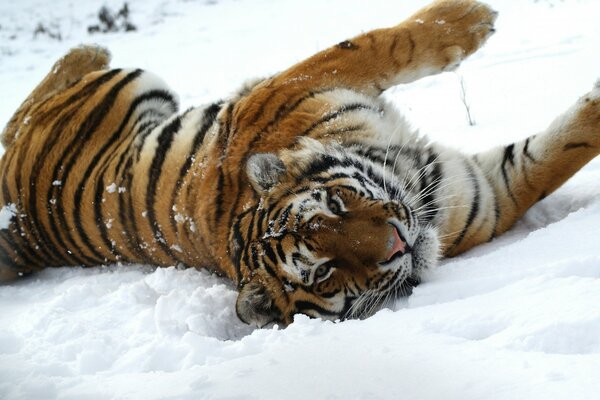 Wildkatze Tiger liegt im Schnee