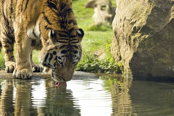 Tygrys pije wodę z jeziora