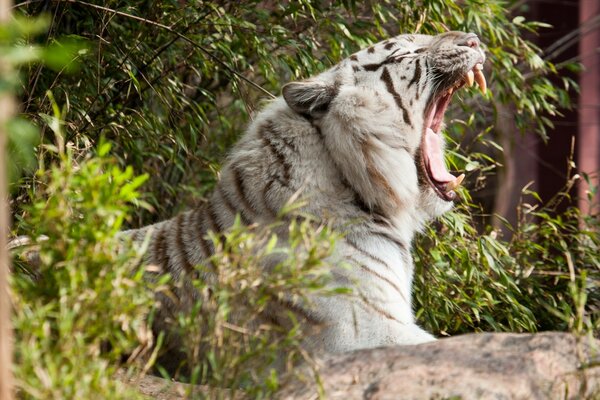 Tiger im Profil mit offenem Mund mit Reißzähnen. tiger wildkatze gähnt