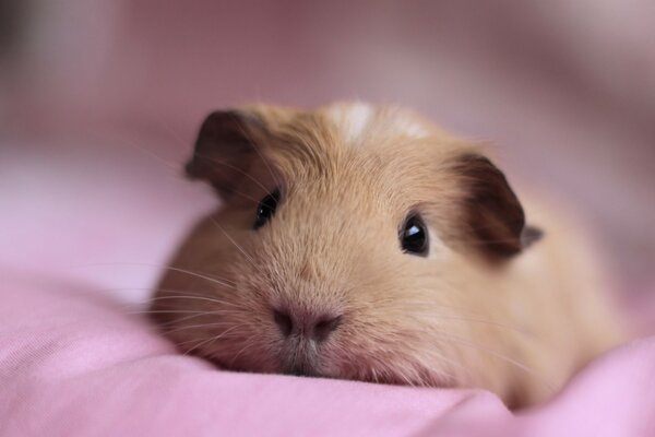 A little guinea pig is lying on a blanket