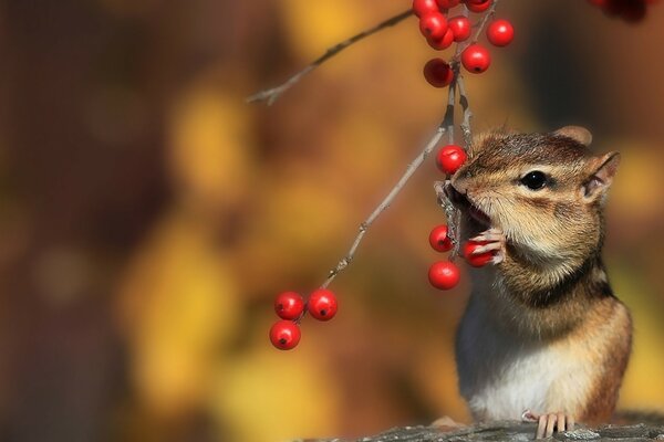 Chipmunk mit Eberesche Beere auf gelbem Hintergrund