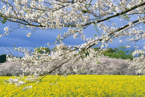 Champs japonais au printemps-vue à travers Sakura