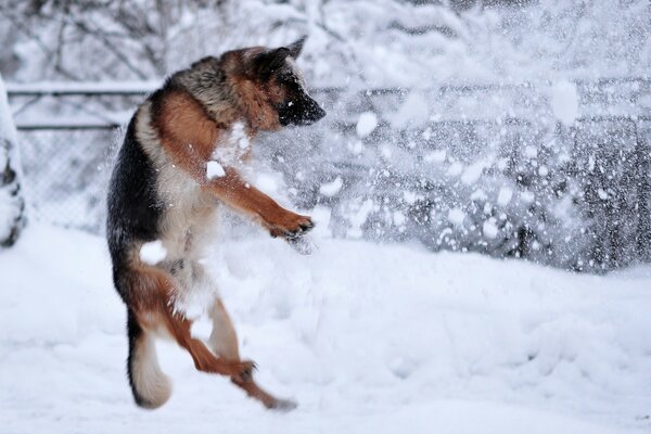 Deutscher Schäferhund springt im Schnee