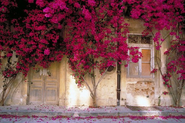 Piękne różowe liście drzew w pobliżu ściany
