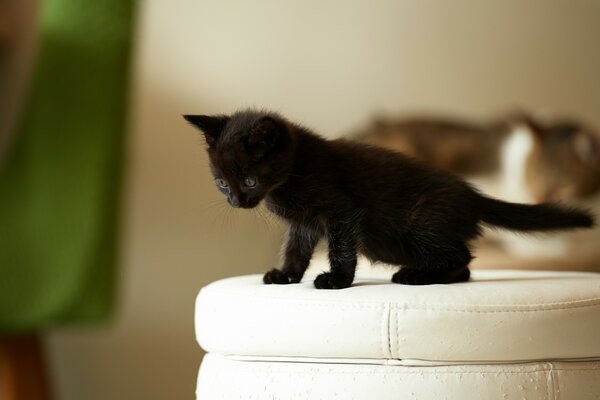 Gattino nero in piedi su un pouf bianco