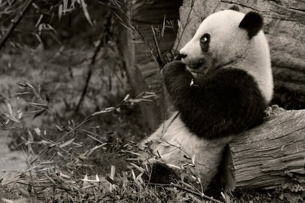 Panda carino in stile bianco e nero