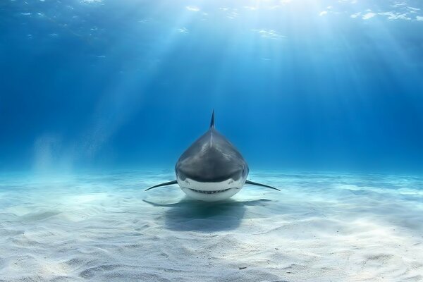Der Hai gleitet im klaren Wasser am Boden entlang